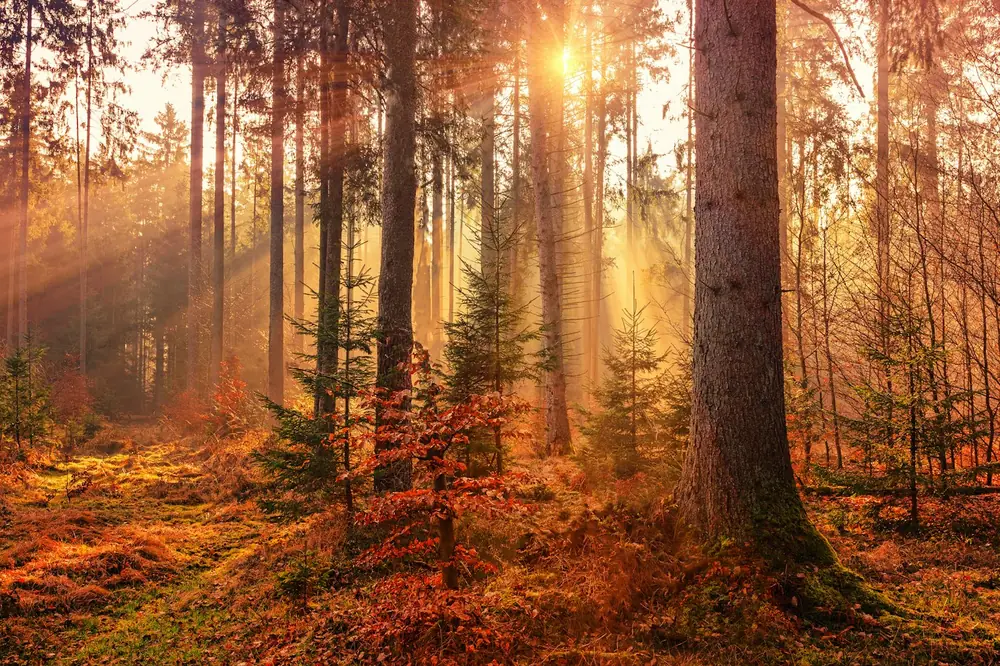 Lembah Pinus dan Kabut Pagi