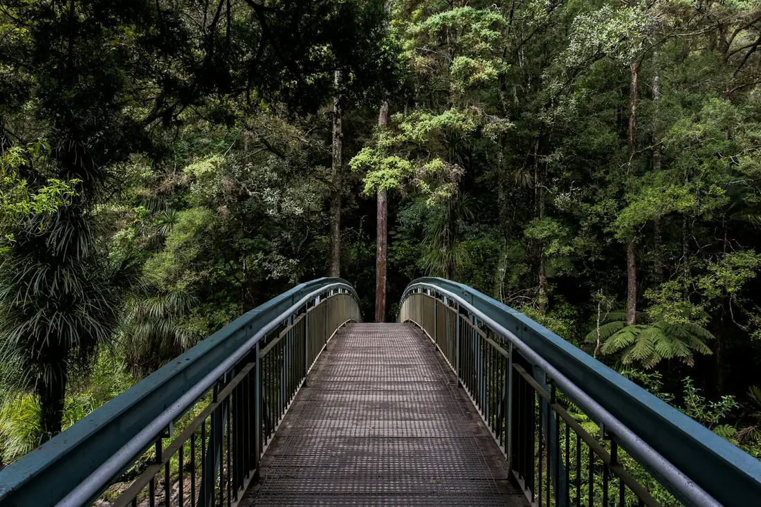 Jembatan kayu kecil membelah hutan hujan yang lebat
