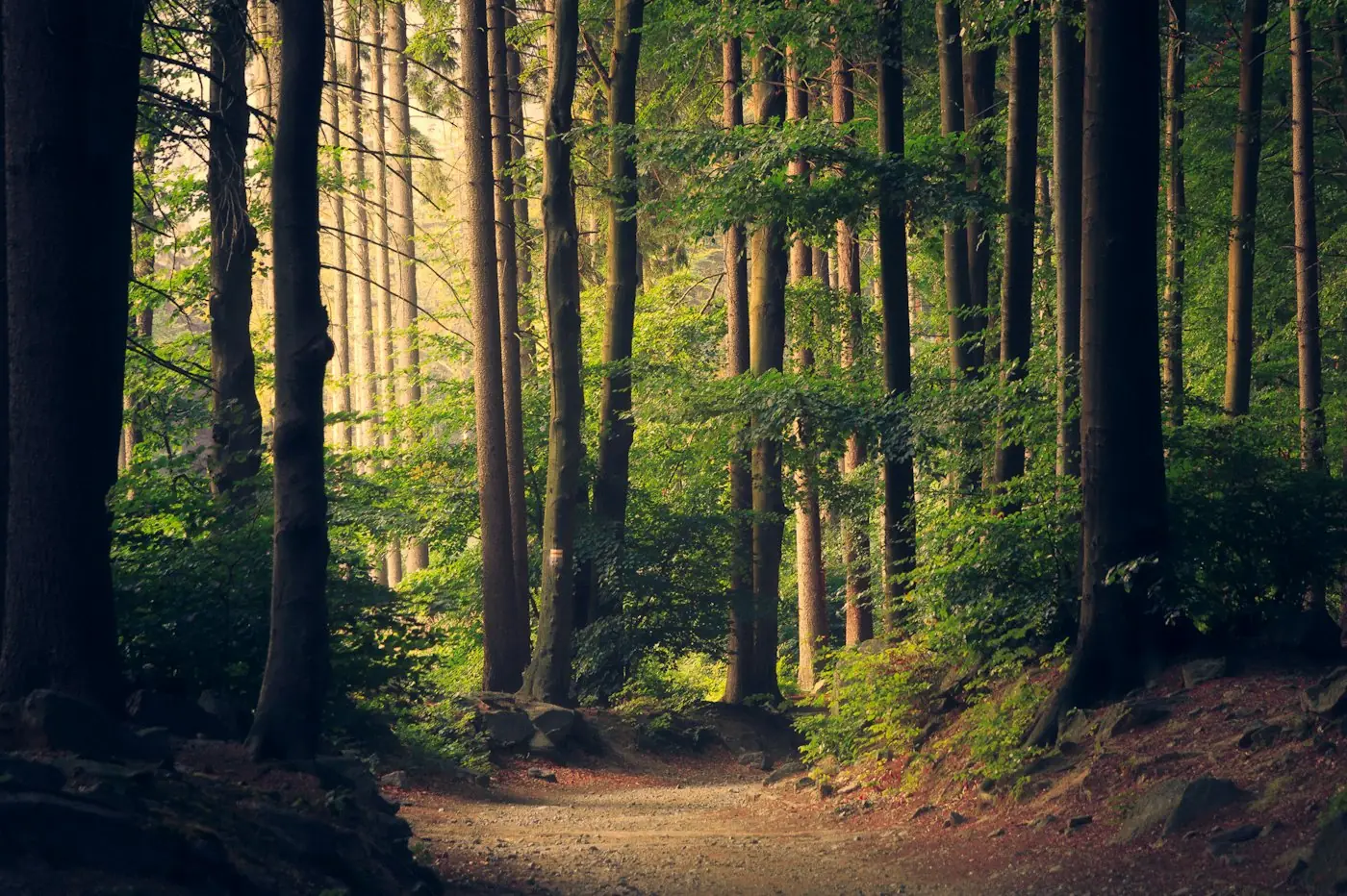 Jalan setapak menembus hutan pinus yang diterangi matahari pagi